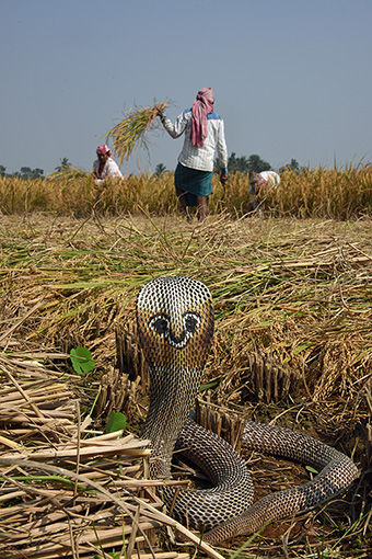 Like Uber for snake emergencies': tech takes the sting out of bites in  rural India, Snakes